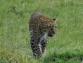 /album/galerie-de-photos/guepard-jpg/