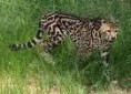 /album/galerie-de-photos/guepard1-jpg/