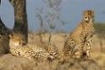 /album/galerie-de-photos/guepard2-jpg/