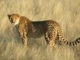 /album/galerie-de-photos/guepard3-jpg/