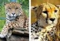 /album/galerie-de-photos/guepard4-jpg/