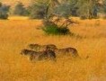 /album/galerie-de-photos/guepard5-jpg/
