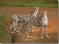 /album/galerie-de-photos/guepard6-jpg/
