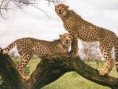 /album/galerie-de-photos/guepard7-jpg/