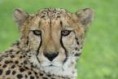 /album/galerie-de-photos/guepard9-jpg/